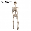 Skelett ca. 92cm beweglich, aus Kunststoff