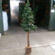 Tannenbaum mit Holzfuß, H- 170cm, Ø-60cm