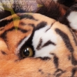 Tigerfell mit Kopf, 80x140cm