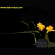 Narzisse mit 3 Blüten am Stiel , gelb 70 cm