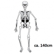 Bewegliches Skelett 140cm, aus Pappe