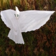 Drachenflieger Adler weiß, ca. 180x150cm