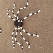 Spinne ca. 150cm, schwarz/weiß