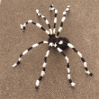 Spinne ca. 150cm, schwarz/weiß