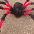 Spinne ca. 150cm, schwarz/rot