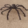 Spinne ca. 90cm, schwarz