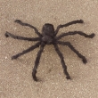 Spinne ca. 90cm, schwarz