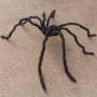 Spinne ca. 150cm, schwarz