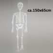 Hängendes Skelett ca. 150x65cm