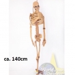 Skelett aus Gummi ca. 140cm