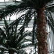 Areca Palme XXL, ca. 420cm, schwer entflammbar, 48 teilig